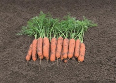 Carrot 'Nevis'