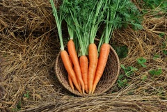 Carrot 'Rumba'