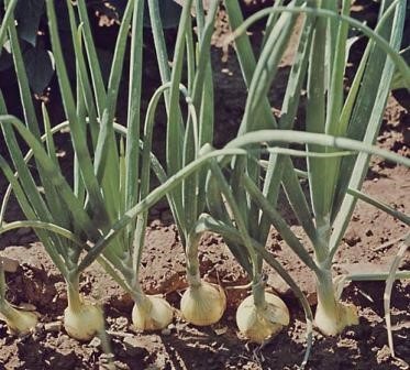 Garden Onion, Edible Onion Early Yellow Globe
