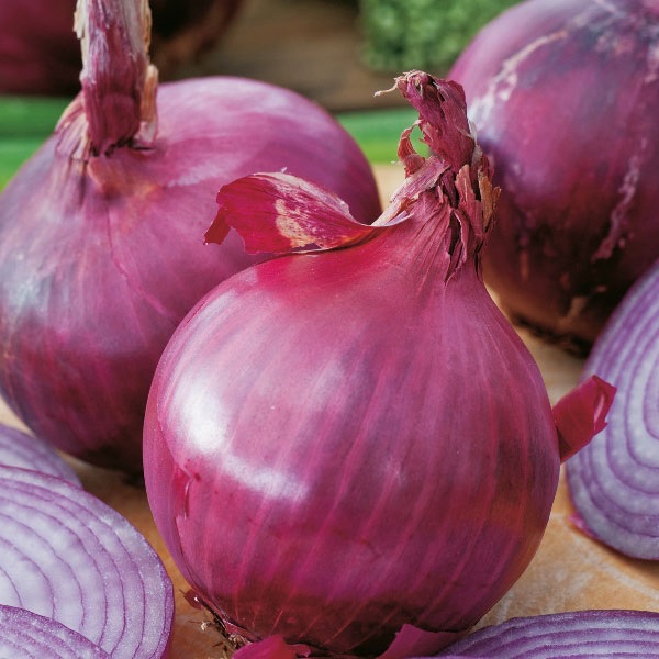 Allium, Garden Onion, Edible Onion Red Brunswick