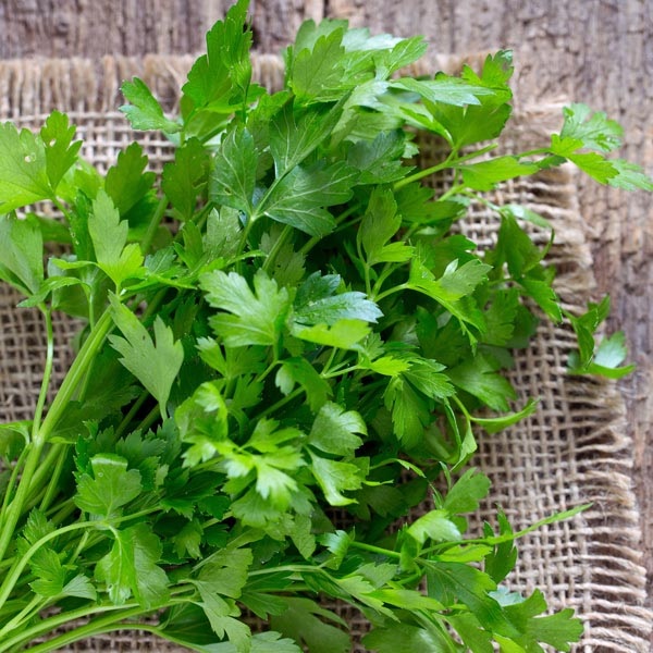 Petroselinum, Flat-Leaf Parsley, Italian Parsley Italian Dark Green