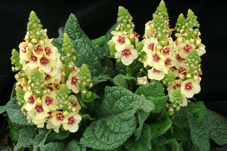 Verbascum, Dwarf Hybrid Mullein, Ornamental Mullein Dark Eyes