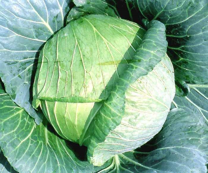 Cabbage Summer Autumn