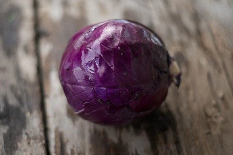 Cabbage, Red Primero