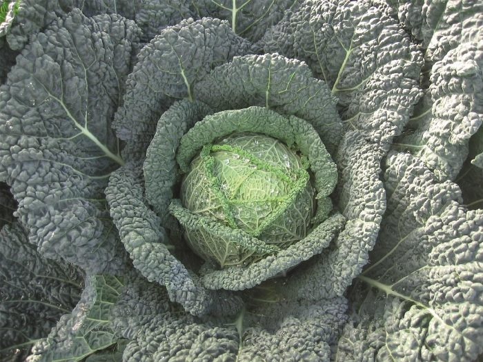 Cabbage, Savoy Firensa