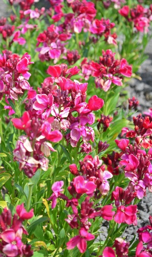 Erysimum, Common Wallflower, English Wallflower Ruby Gem