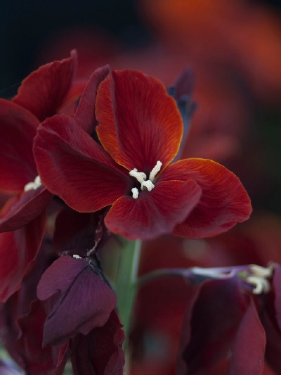 Erysimum, Common Wallflower, English Wallflower Vulcan