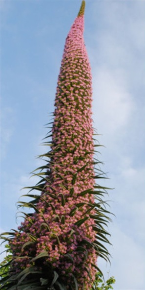 Echium, Tower of Jewels Pink Fountain