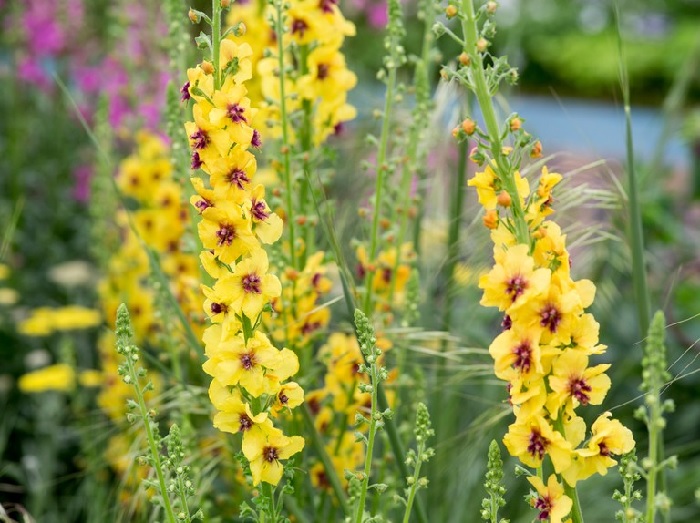 Verbascum, Hybrid Mullein, Ornamental Mullein Cotswold Queen