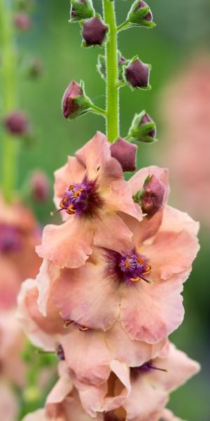 Verbascum, Hybrid Mullein, Ornamental Mullein Cotswold Beauty