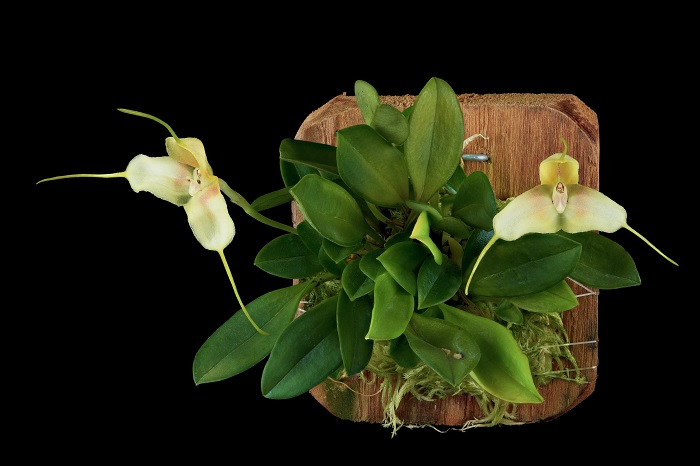 Species Orchid Klabochs Masdevallia