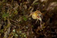 Species Orchid Bugbear Masdevallia
