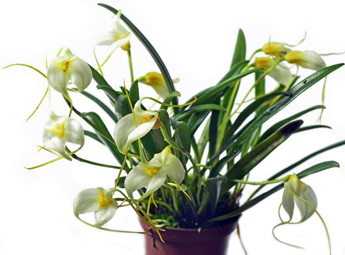 Species Orchid White-Flowered Masdevallia