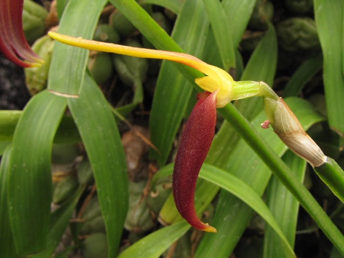 Species Orchid Dark Yellow Masdevallia