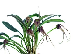 Species Orchid Misa's Masdevallia