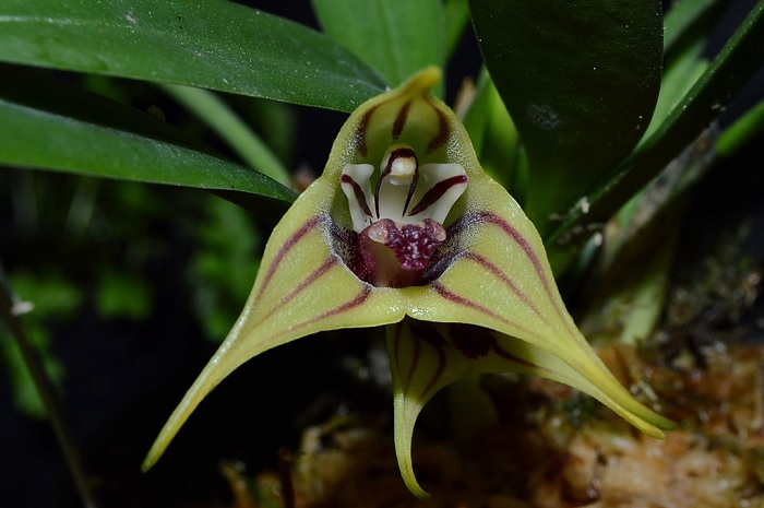 Species Orchid Tritons Horn Masdevallia