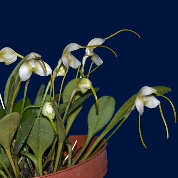 Species Orchid White Masdevallia