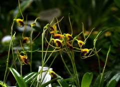 Species Orchid Mountain Masdevallia