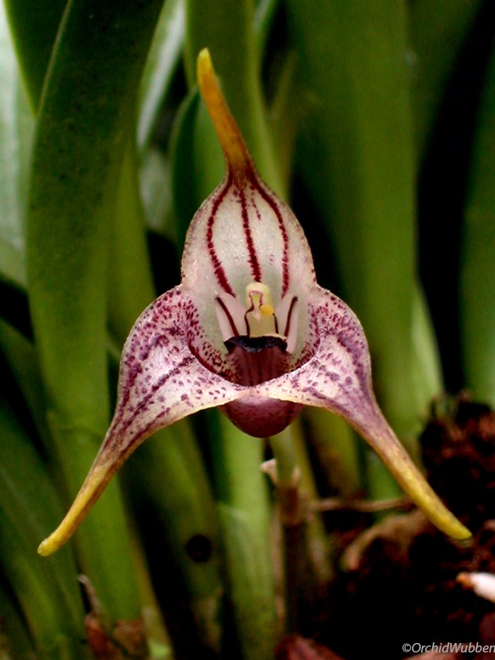 Species Orchid Thick Flowered Masdevallia