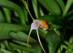 Species Orchid Castello de Paiva Masdevallia
