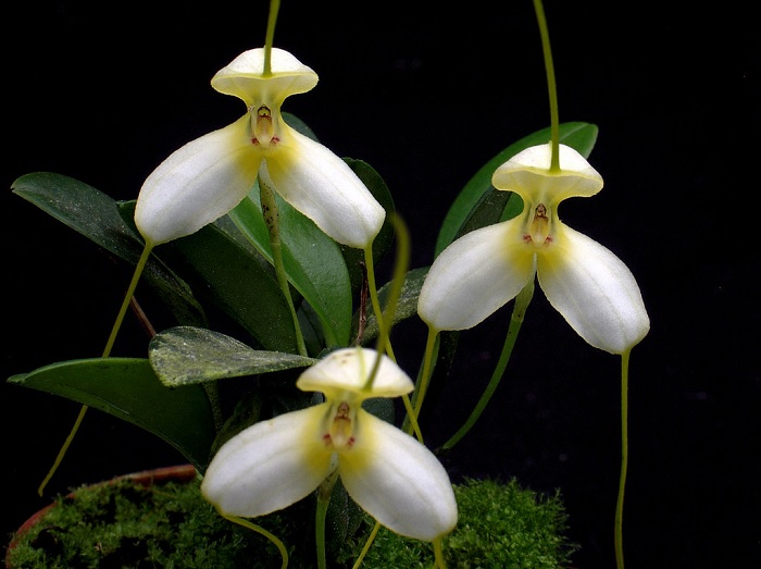 Species Orchid Pale Masdevallia Yellow Masdevallia - xanthina