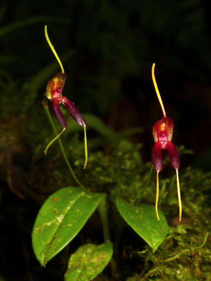 Species Orchid Very Small Masdevallia