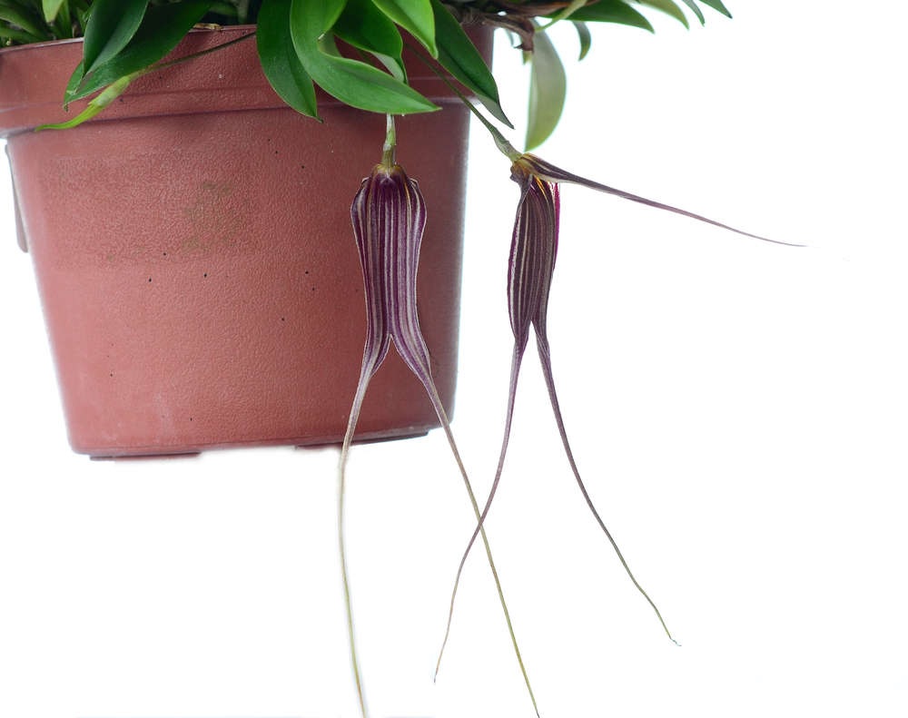 Species Orchid Extended Masdevallia
