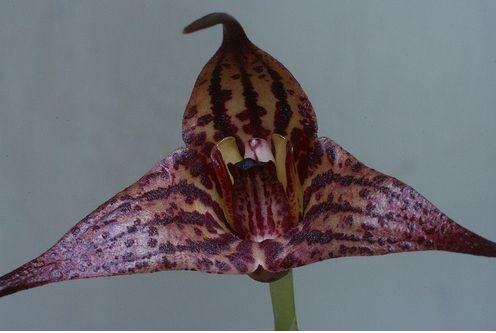 Species Orchid Smooth Lipped Masdevallia