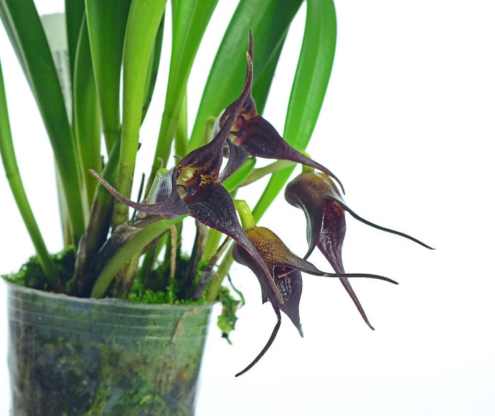 Species Orchid Pitch-Black Masdevallia