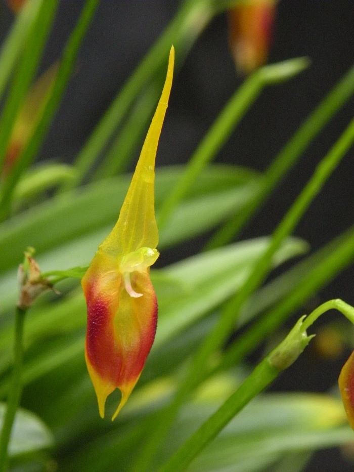 Species Orchid Pinocchio Masdevallia