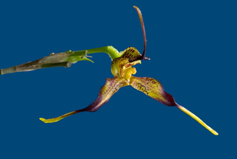 Species Orchid Masdevallia planadensis
