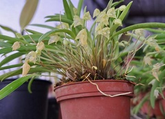 Species Orchid Broad Lipped Masdevallia