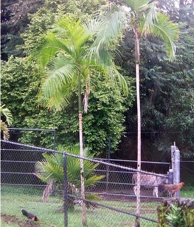 Euterpe Species, Assai Palm, Jucara Palm, Palmetto