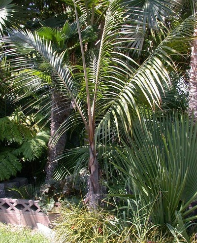 Acanthophoenix Species, Red Palm, White Barbel Palm