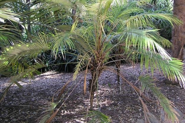 Syagrus Species, Miniature Coconut Palm, Weddells Fan Palm