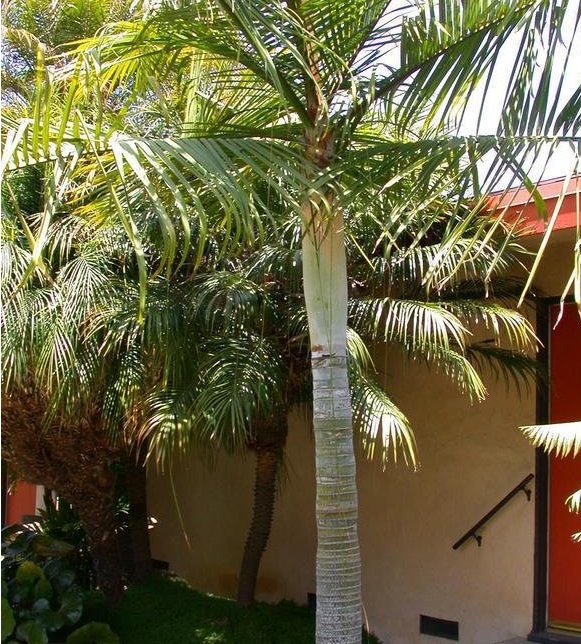 Sugar Cane Palm
