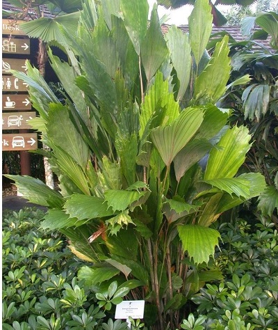Arenga Species, Hookers Fishtail Palm, Hookers Sugar Palm