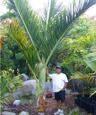 Mealy Bug Palm Mealy Bug