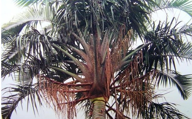 Pigafetta Species, Black Wanga Palm