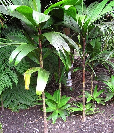 Candy Cane Palm