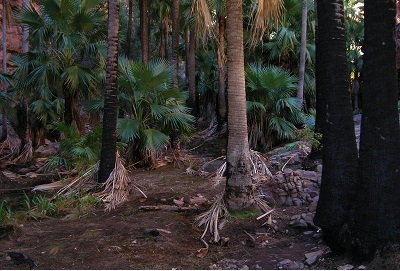 Livistona Species, Mt. Gladys Palm