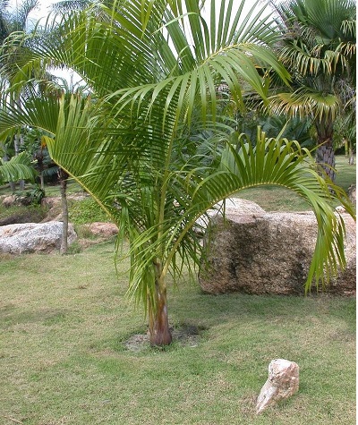 Stumpy Palm