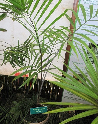 Hyophorbe Species, Palm