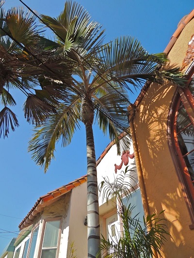 Ceroxylon Species, Golden Wax Palm, Ramo Palm