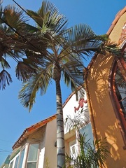 Ceroxylon Species, Golden Wax Palm, Ramo Palm