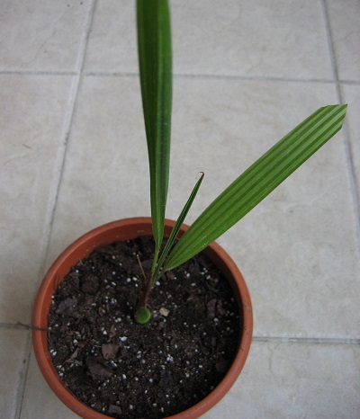 Trachycarpus Species, Saramati Palm