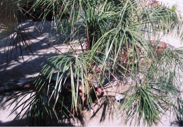 Saribus Species, Wispy Fan Palm