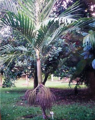 Basselinia Species, New Caledonia Palm