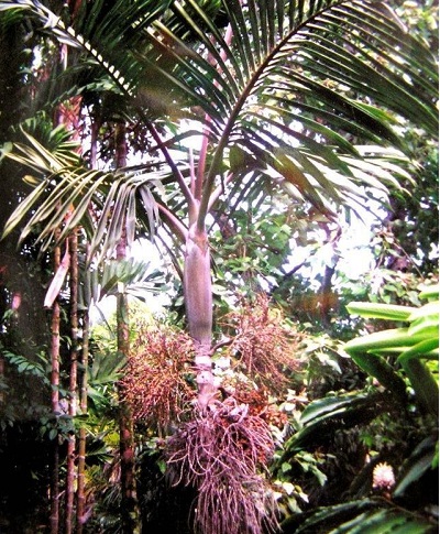 Actinokentia