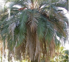 Butia Hybrid, Palm